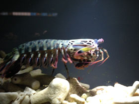 Фото Рак-богомол