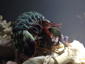 Фото Рак-богомол