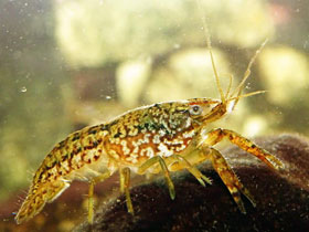 Фото Мраморный рак