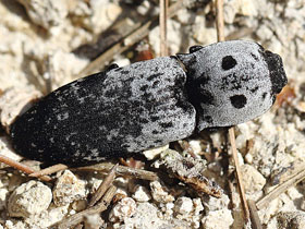 Смотреть фото Щелкун Паррейса Фото Щелкун Паррейса