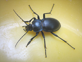 Фото Жужелица гладкая