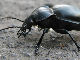 Смотреть фото Жужелица гладкая Фото Жужелица гладкая