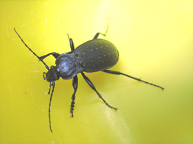 Смотреть фото Жужелица дубравная Фото Жужелица дубравная