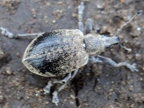 Фото Острокрылый слоник