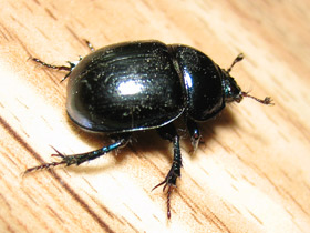 Фото Землерой обыкновенный