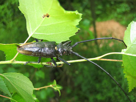 Фото Большой черный еловый усач