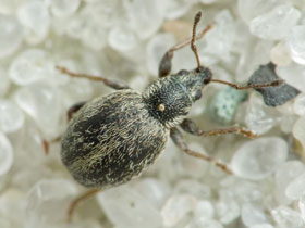 Фото Бородавчатый омиас