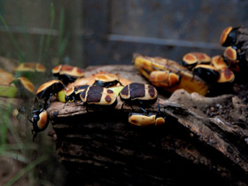 Фото Бронзовка африканская