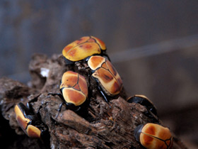 Фото Бронзовка африканская