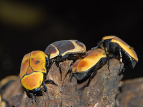 Фото Бронзовка африканская