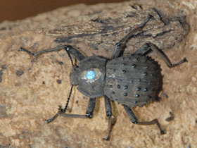 Фото Жук-фрегат