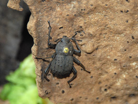 Фото Жук-фрегат