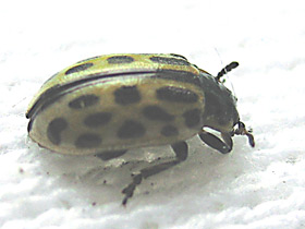 Смотреть фото Самые прожорливые животные Фото Самые прожорливые животные