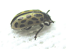 Фото Двадцатидвухточечная коровка