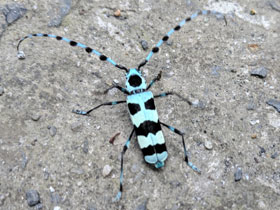 Смотреть фото Усач небесный Фото Усач небесный