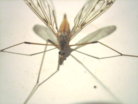 Смотреть фото Двукрылые кровососы и необычная защита от них Фото Двукрылые кровососы и необычная защита от них