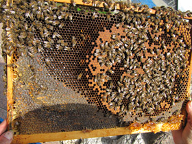 Смотреть фото Медоносная пчела Фото Медоносная пчела