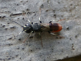 Фото Оруссус паразитический