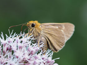 Фото Орлиная бибазис