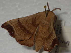 Смотреть фото Дикий тутовый шелкопряд Фото Дикий тутовый шелкопряд