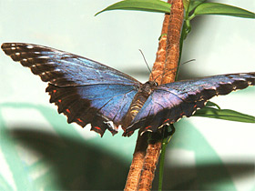 Смотреть фото Морфо пелеидес Фото Морфо пелеидес