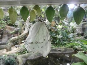 Смотреть фото Морфо полифем Фото Морфо полифем