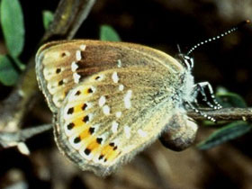 Фото Голубянка Давида