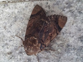 Фото Голубая аркте