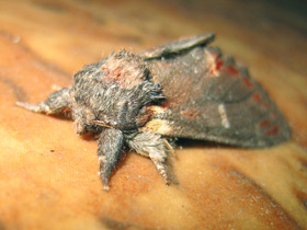 Фото Озимая совка