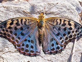 Смотреть фото Перламутровка зенобия Фото Перламутровка зенобия