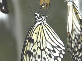Фото Гигантская лесная нимфа