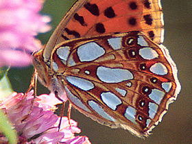 Смотреть фото Перламутровка блестящая Фото Перламутровка блестящая