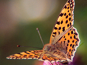 Перламутровка блестящая Перламутровка блестящая