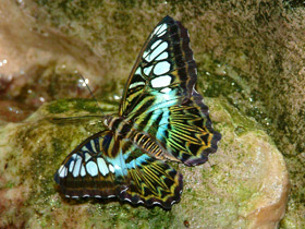 Фото Лесная дева