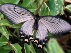 Фото Алкиной