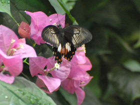 Фото Парусник Румянцева