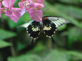 Фото Парусник Румянцева