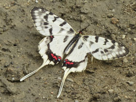 Смотреть фото Серицин Монтела Фото Серицин Монтела