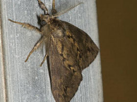 Фото Волнянка мрачная