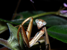 Китайский богомол Китайский богомол
