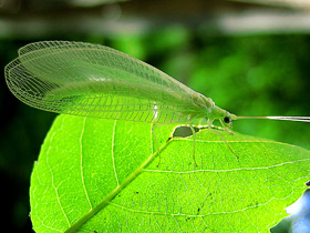 Фото Сетчатокрылые