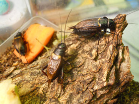 Смотреть фото Двупятнистый сверчок Фото Двупятнистый сверчок