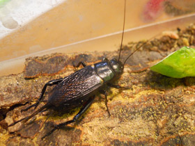 Смотреть фото Двупятнистый сверчок Фото Двупятнистый сверчок