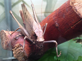 Фото Камбоджийский кузнечик