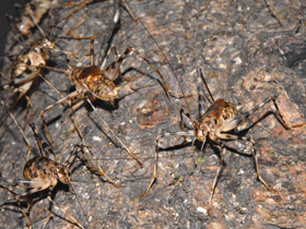 Смотреть фото Африканский пещерный сверчок Фото Африканский пещерный сверчок