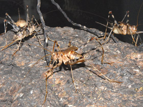 Смотреть фото Африканский пещерный сверчок Фото Африканский пещерный сверчок