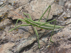 Фото Степная дыбка