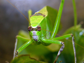 Фото Кубинский листовидный кузнечик
