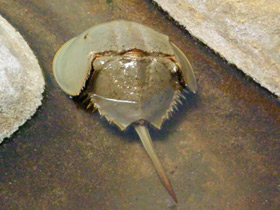 Фото Мечехвосты