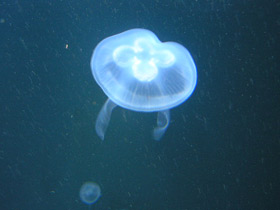 Смотреть фото Светящиеся животные Фото Светящиеся животные